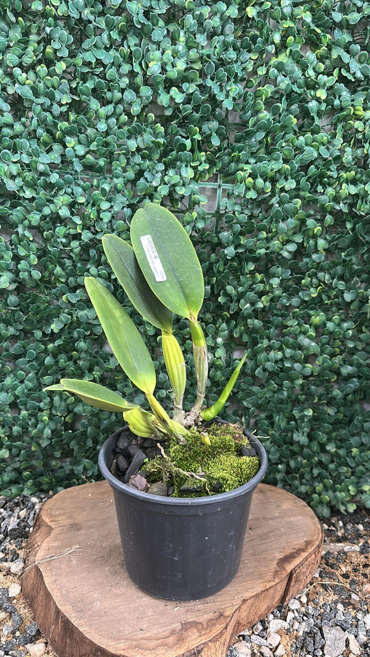 Labiata S/Alba (Garganta Escura X Marina) - Adultas