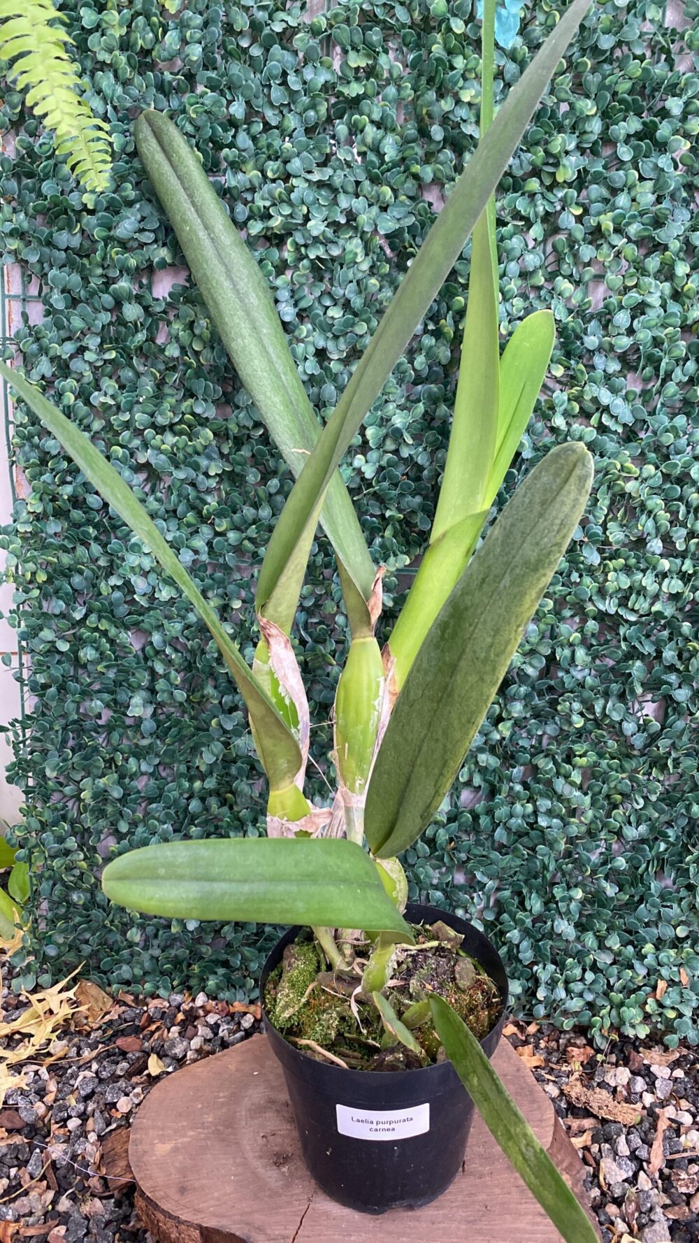 Laelia purpurata Carnea - Adulta - Imagem 2