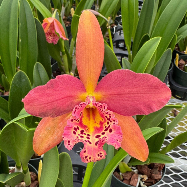 Rhynchobrassoleya Copper Queen