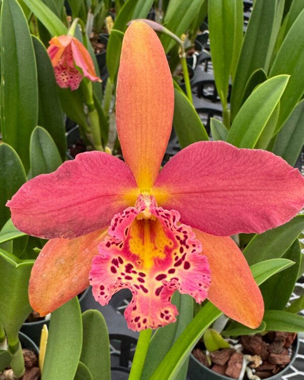 Rhynchobrassoleya Copper Queen