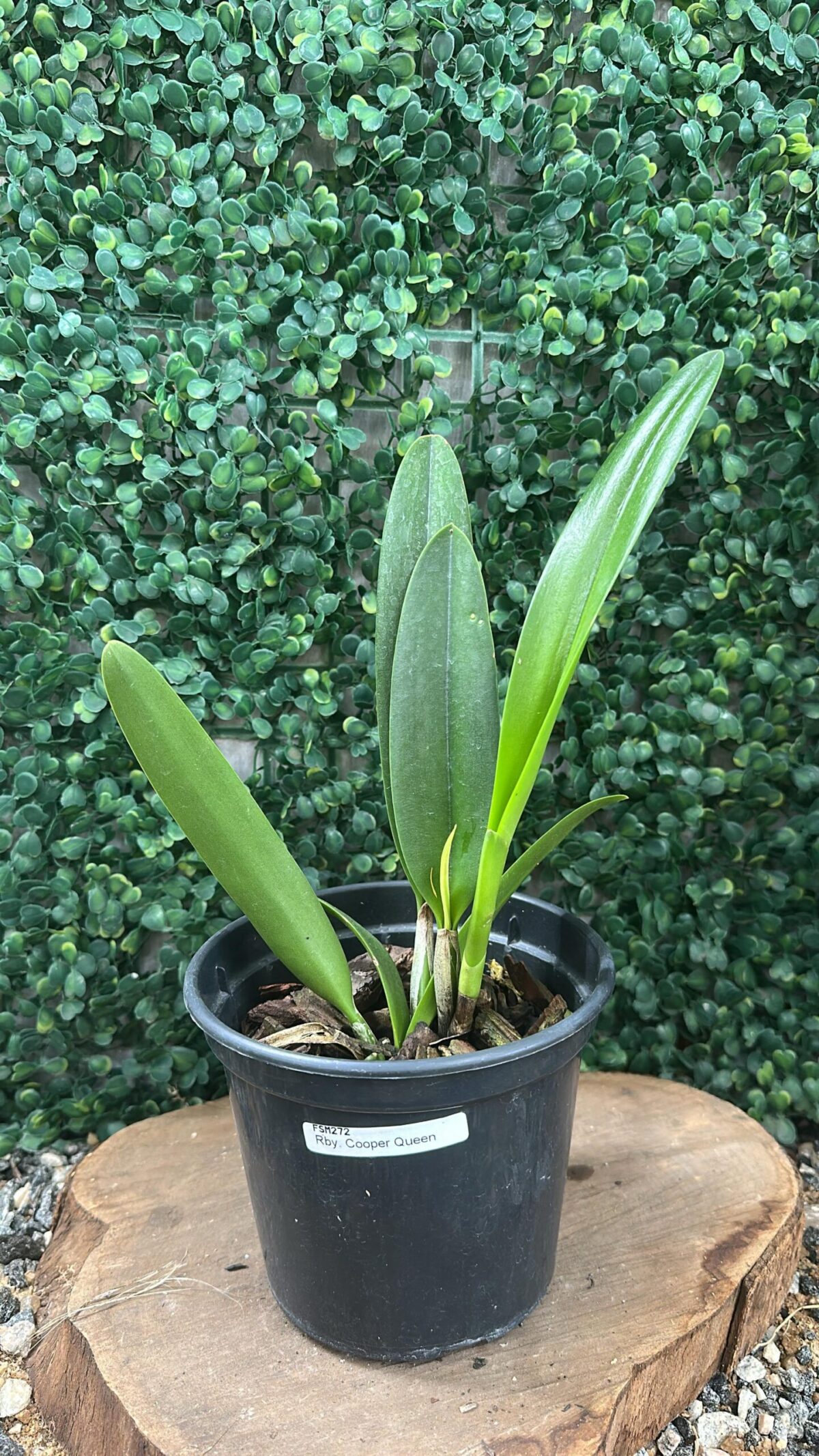 Rhynchobrassoleya Copper Queen