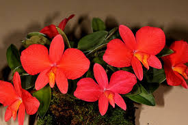 Sophronitis Brevipedunculata