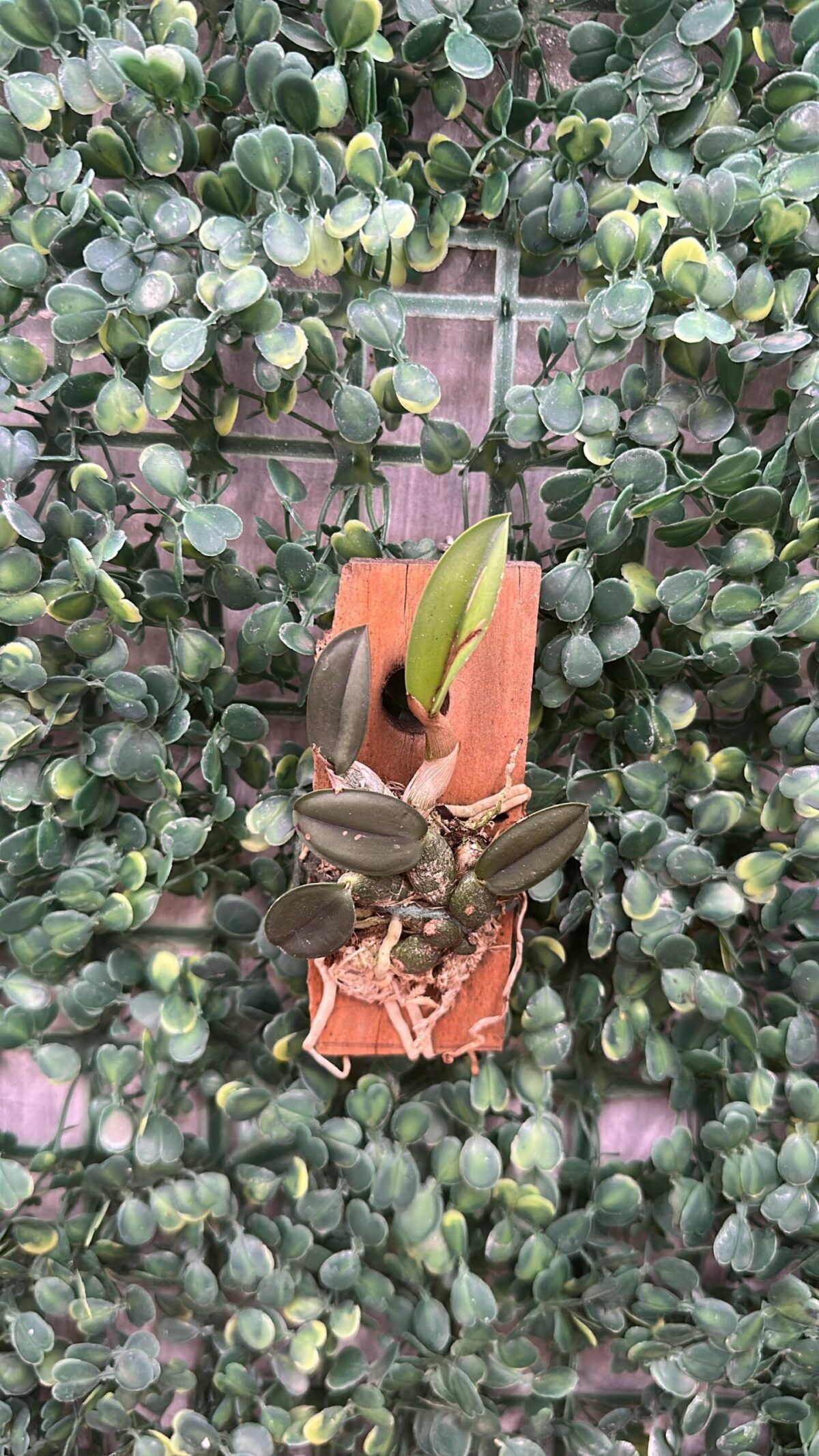 Sophronitis Cernua