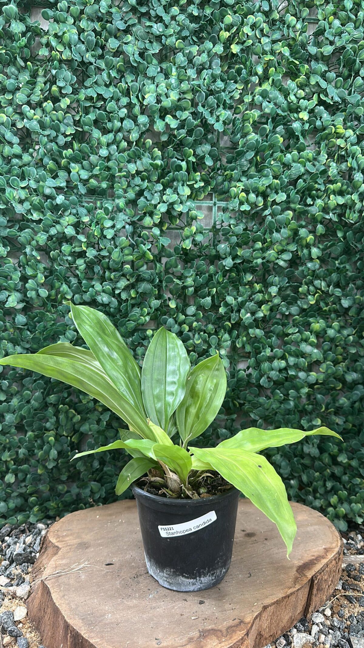 Stanhopea Cândida