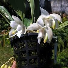 Stanhopea Cândida