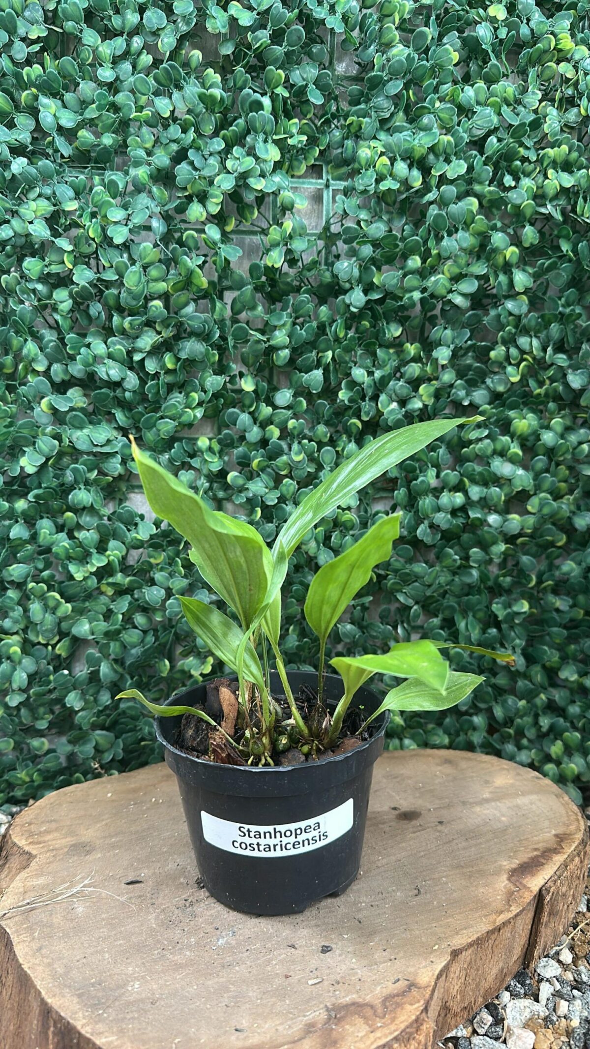 Stanhopea Costaricensis