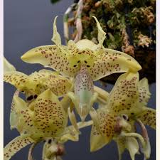 Stanhopea Costaricensis