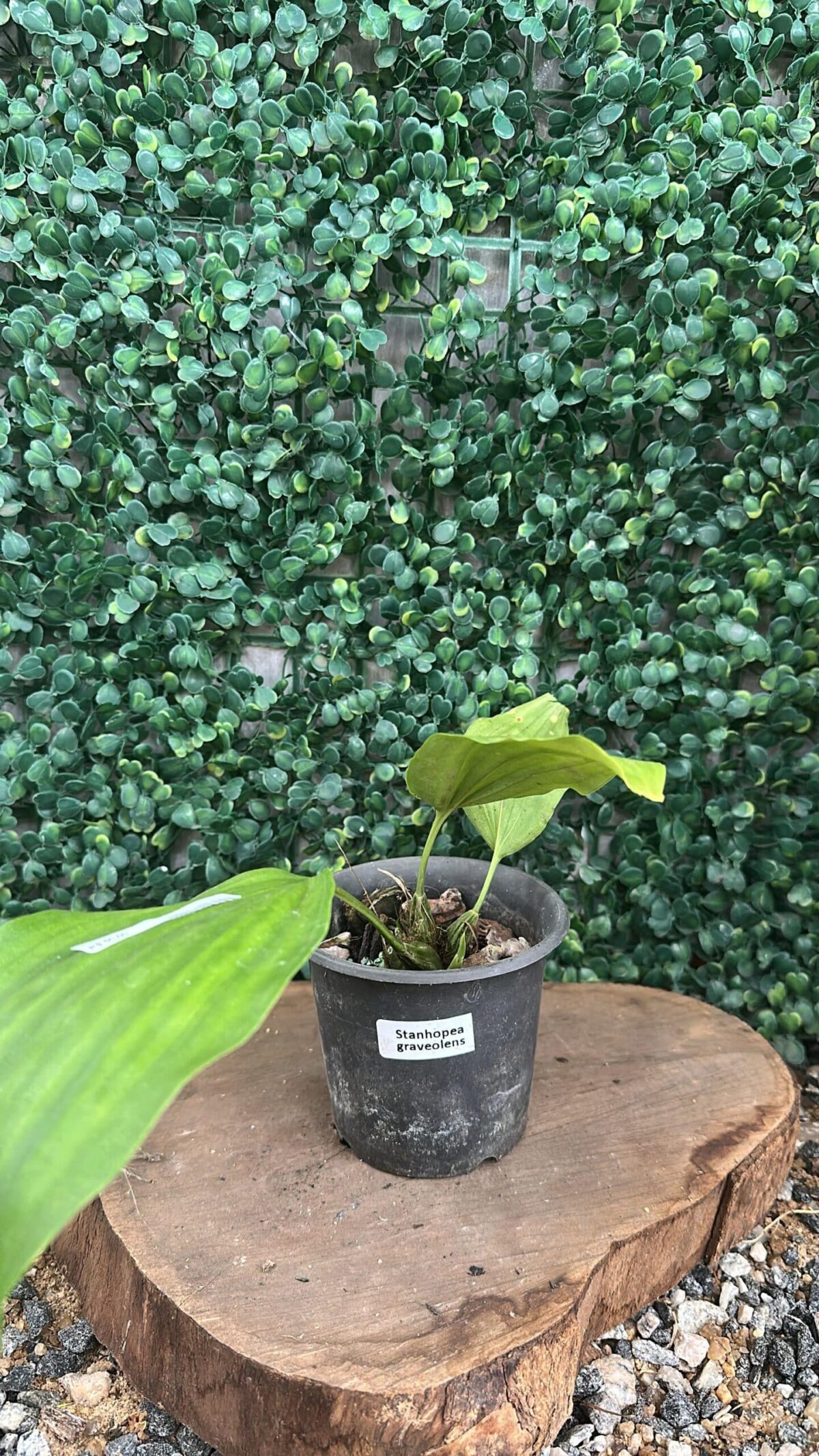 Stanhopea Graveolens