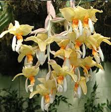 Stanhopea Graveolens