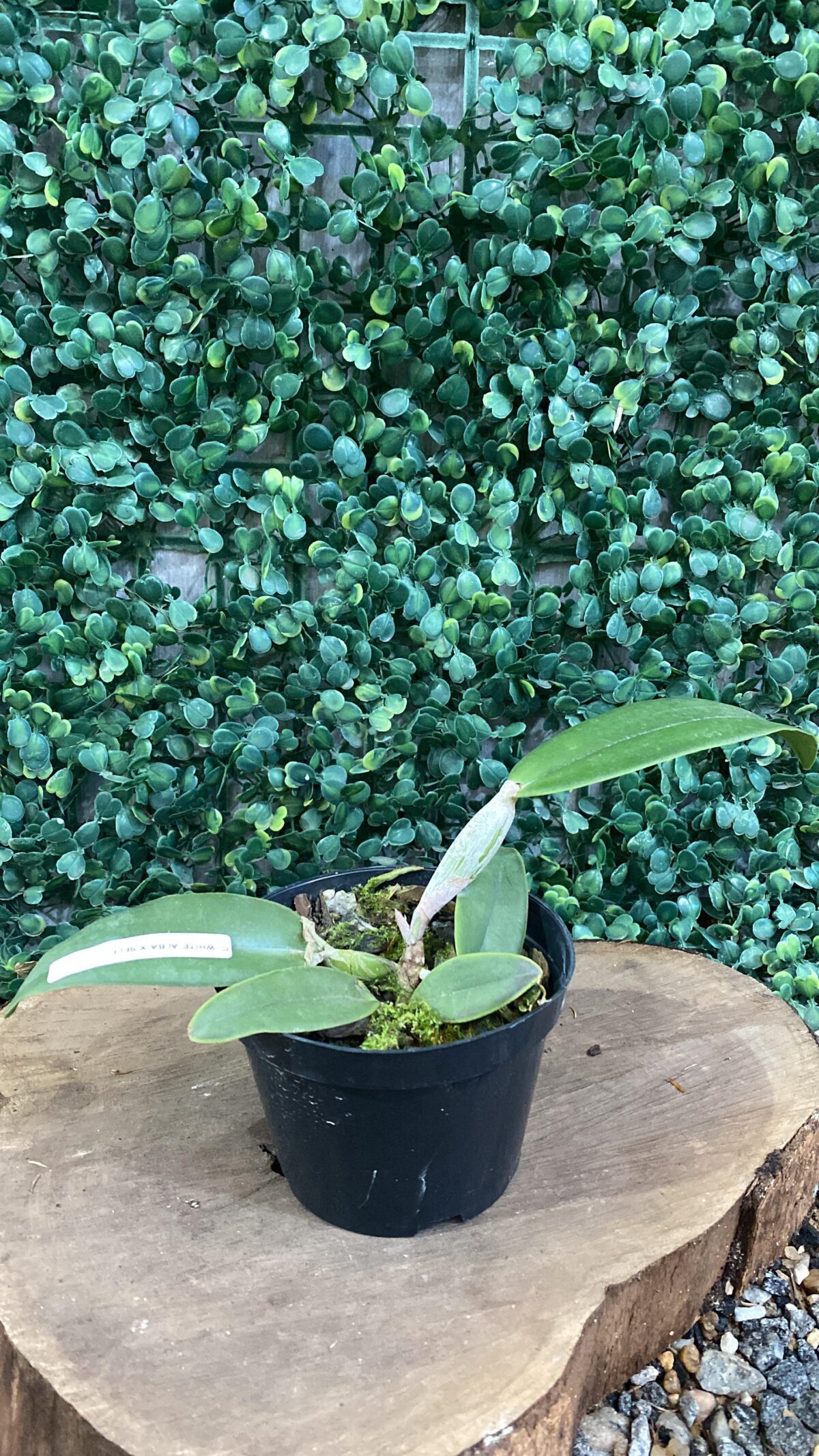 Cattleya Whitei Alba - Adulta