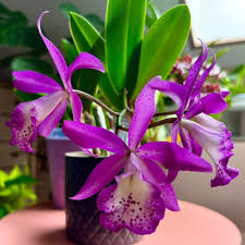 Cattleya BC Taiwan Mermaid