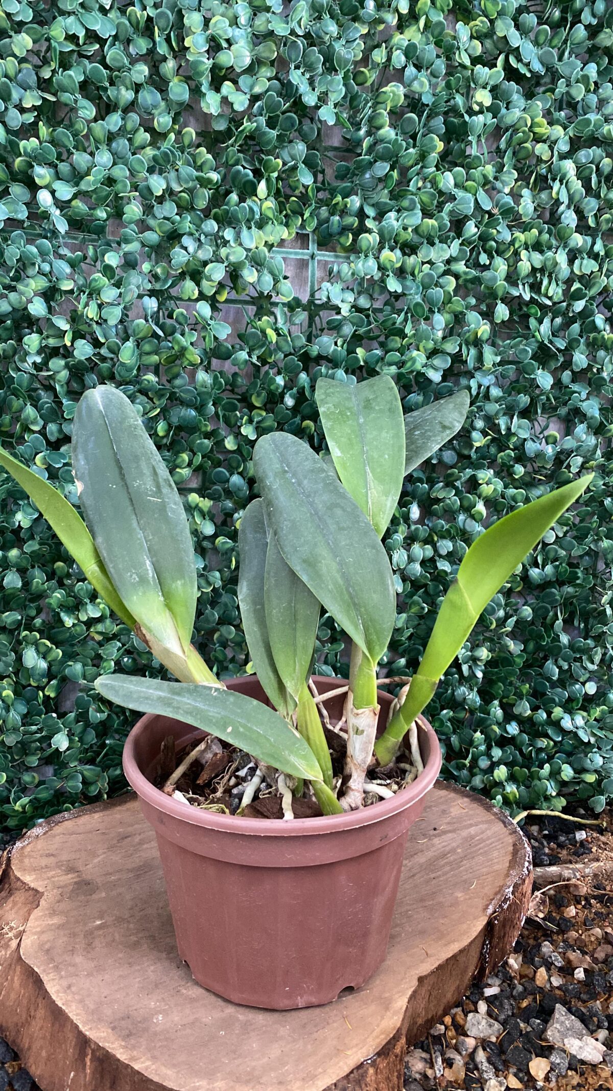 BLC Lygia Fagundes