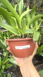BLC Maikai Mayumi - Imagem 2
