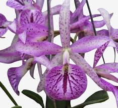BLC Maikai Mayumi