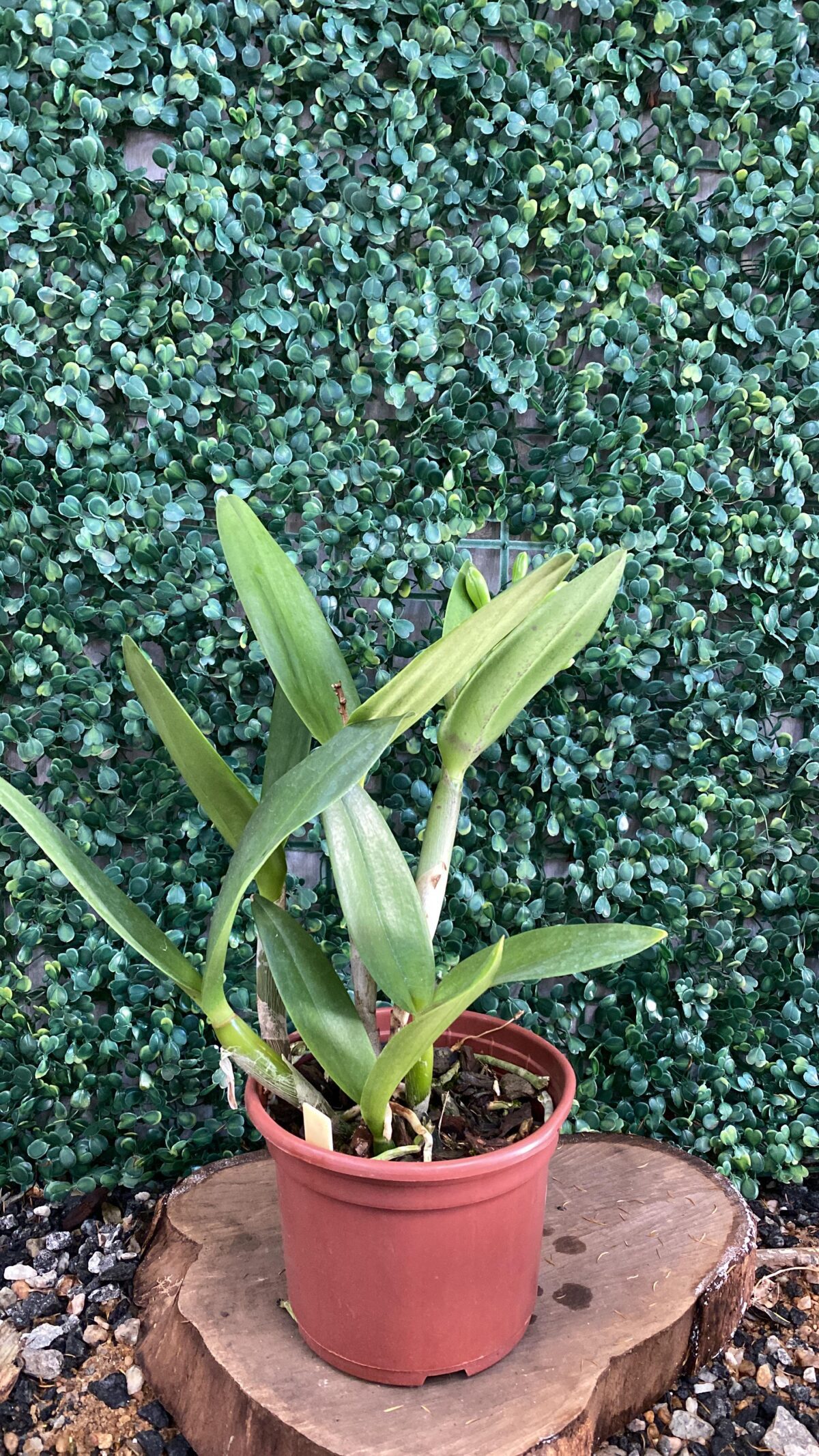 BLC Village Chief North Green