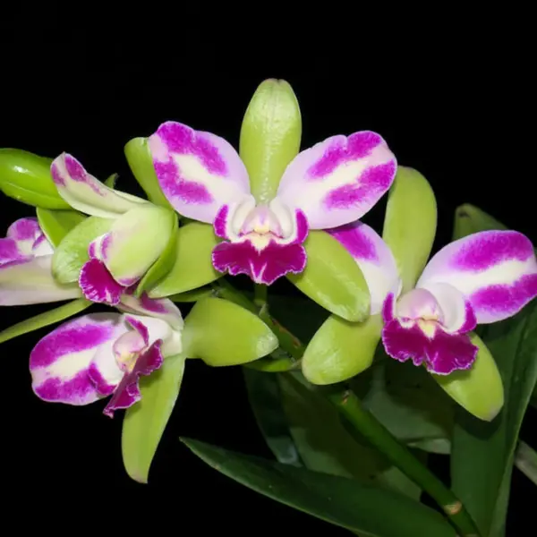 BLC Village Chief North Green
