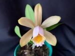 Cattleya Forbesii