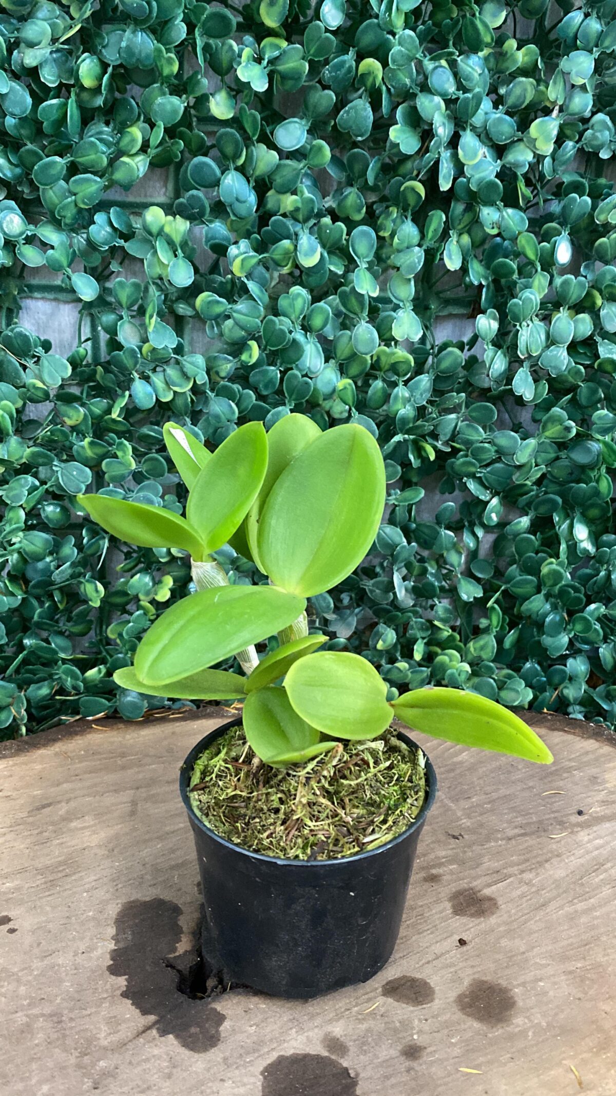Cattleya Forbesii