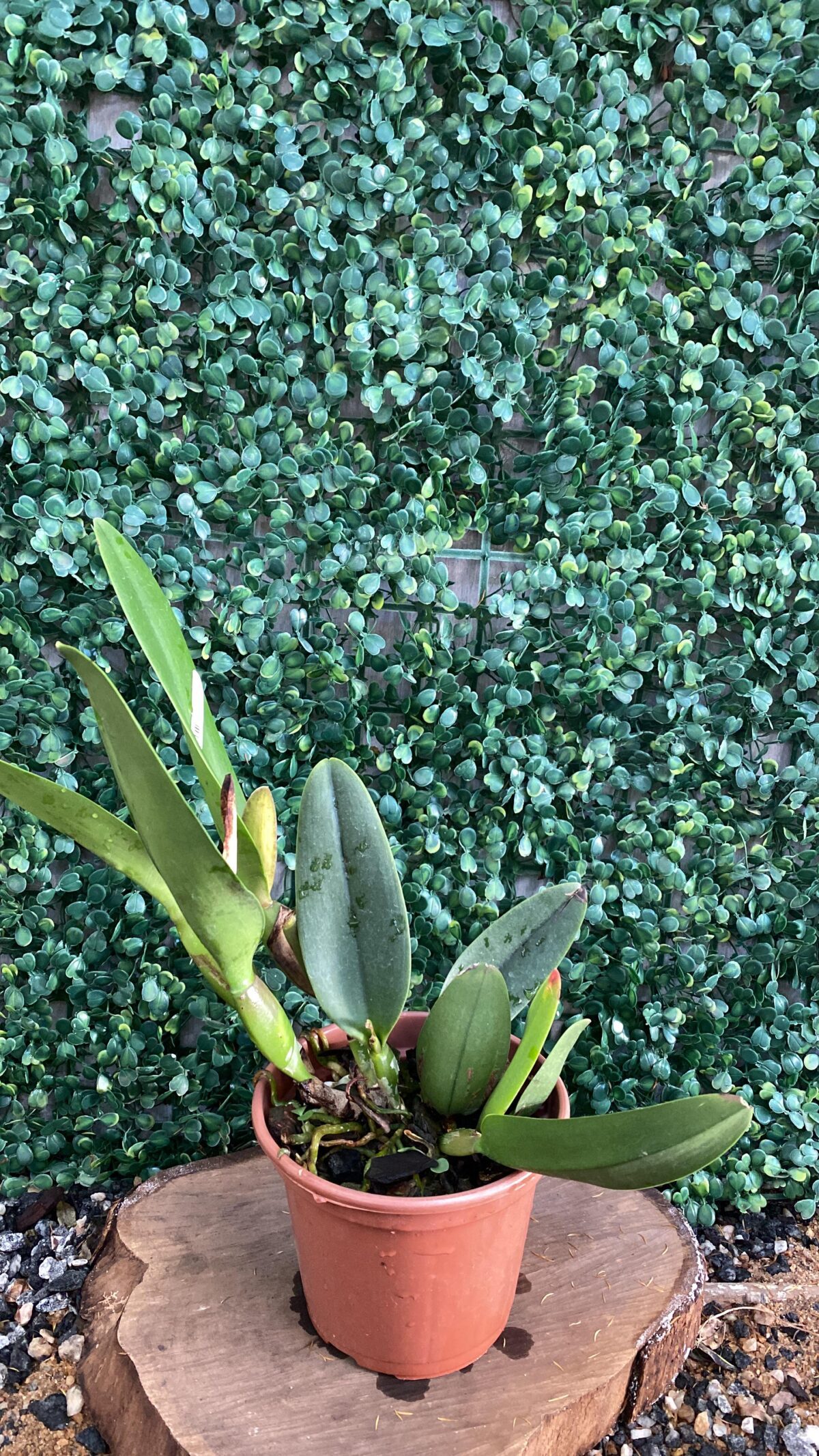 Cattleya Horace Máxima x Rolfe
