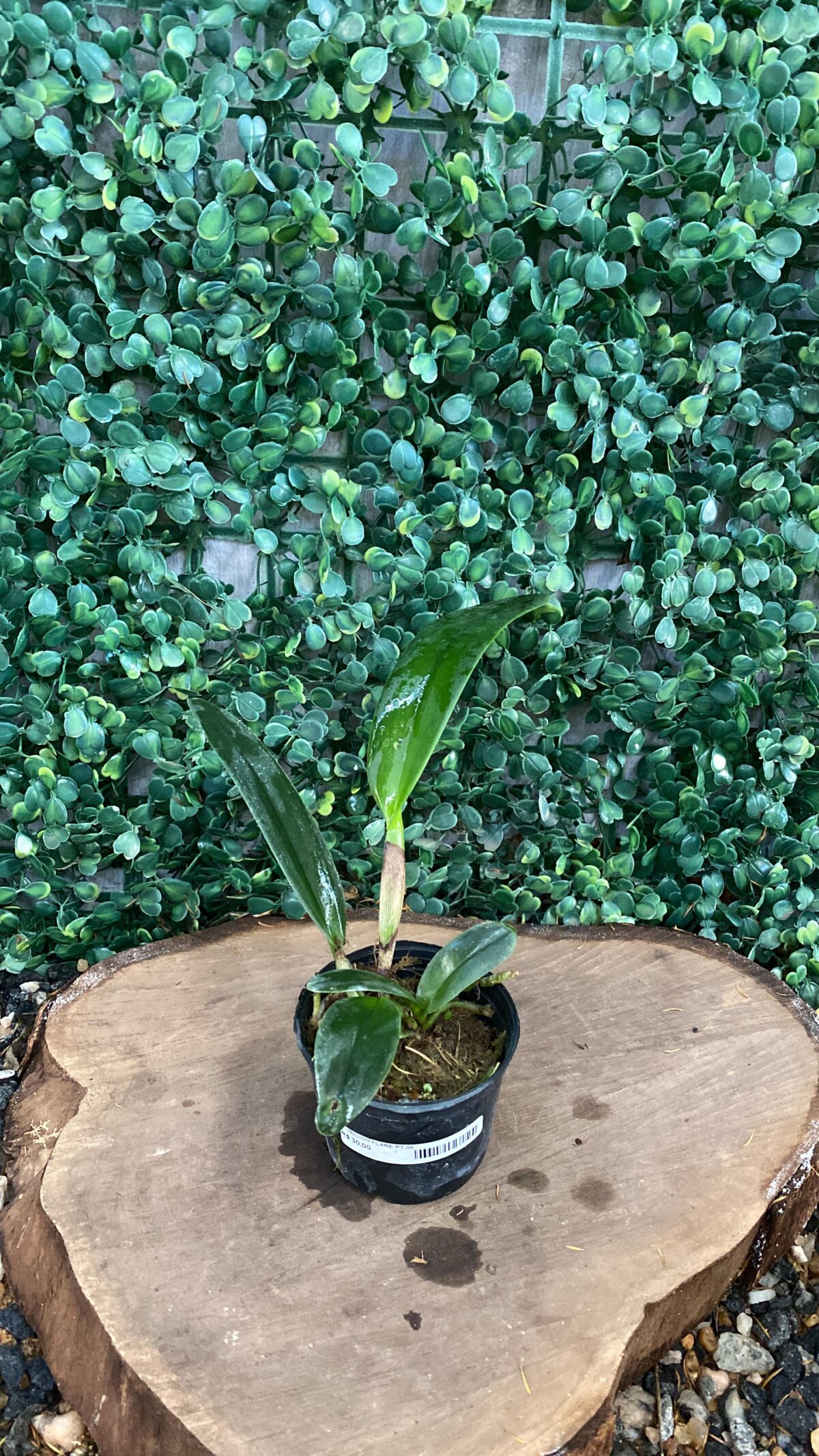 Cattleya Yellow Flare