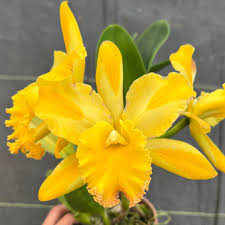 Cattleya Yellow Flare