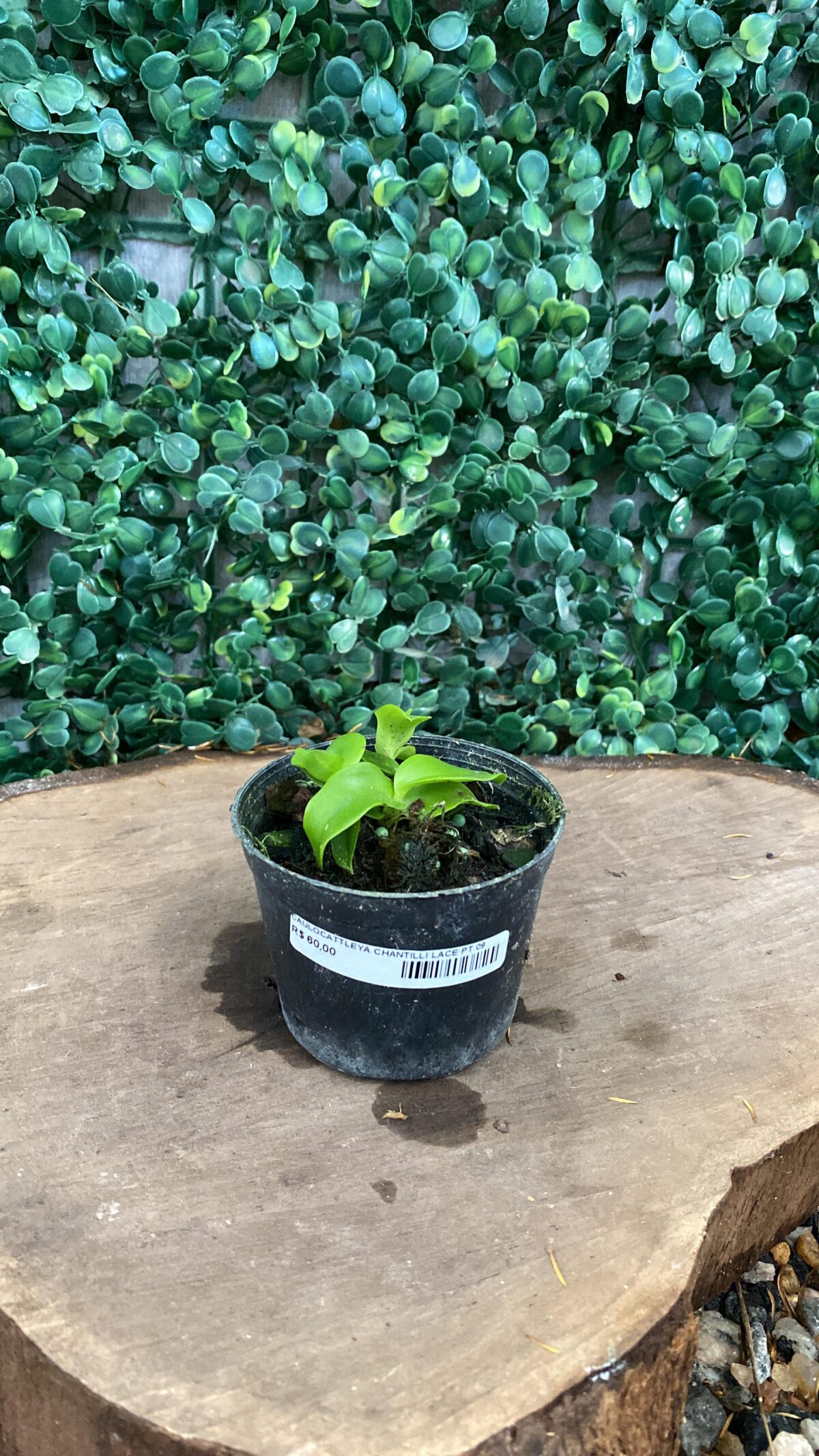 Caulocattleya Chantilly Lace