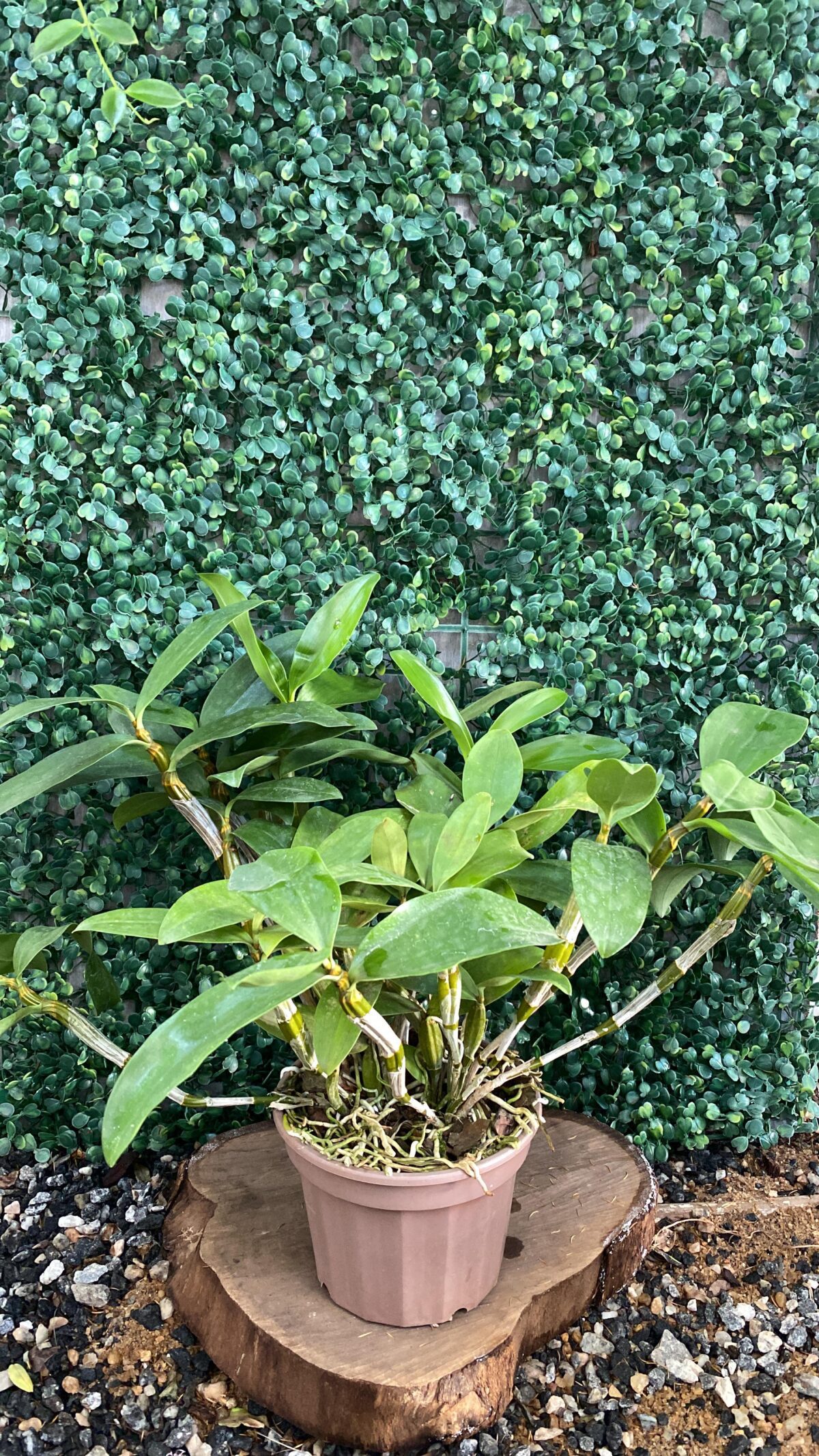 Dendrobium Rosy Cluster