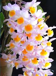 Dendrobium Rosy Cluster