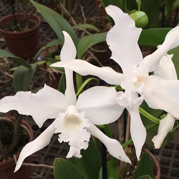 Laelia Crispa Alba x Self
