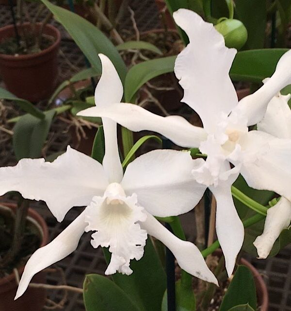Laelia Crispa Alba x Self