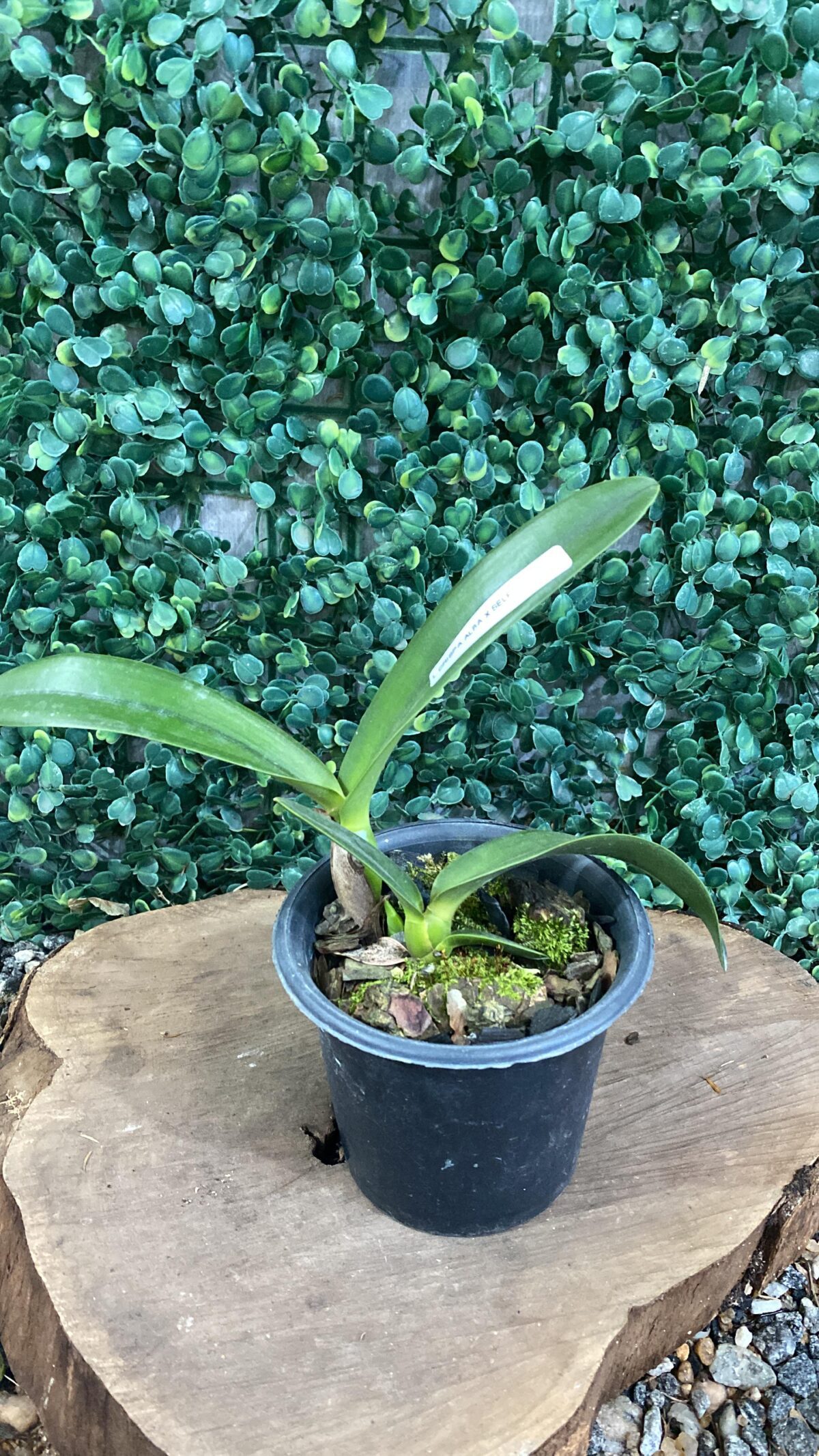 Laelia Crispa Alba x Self