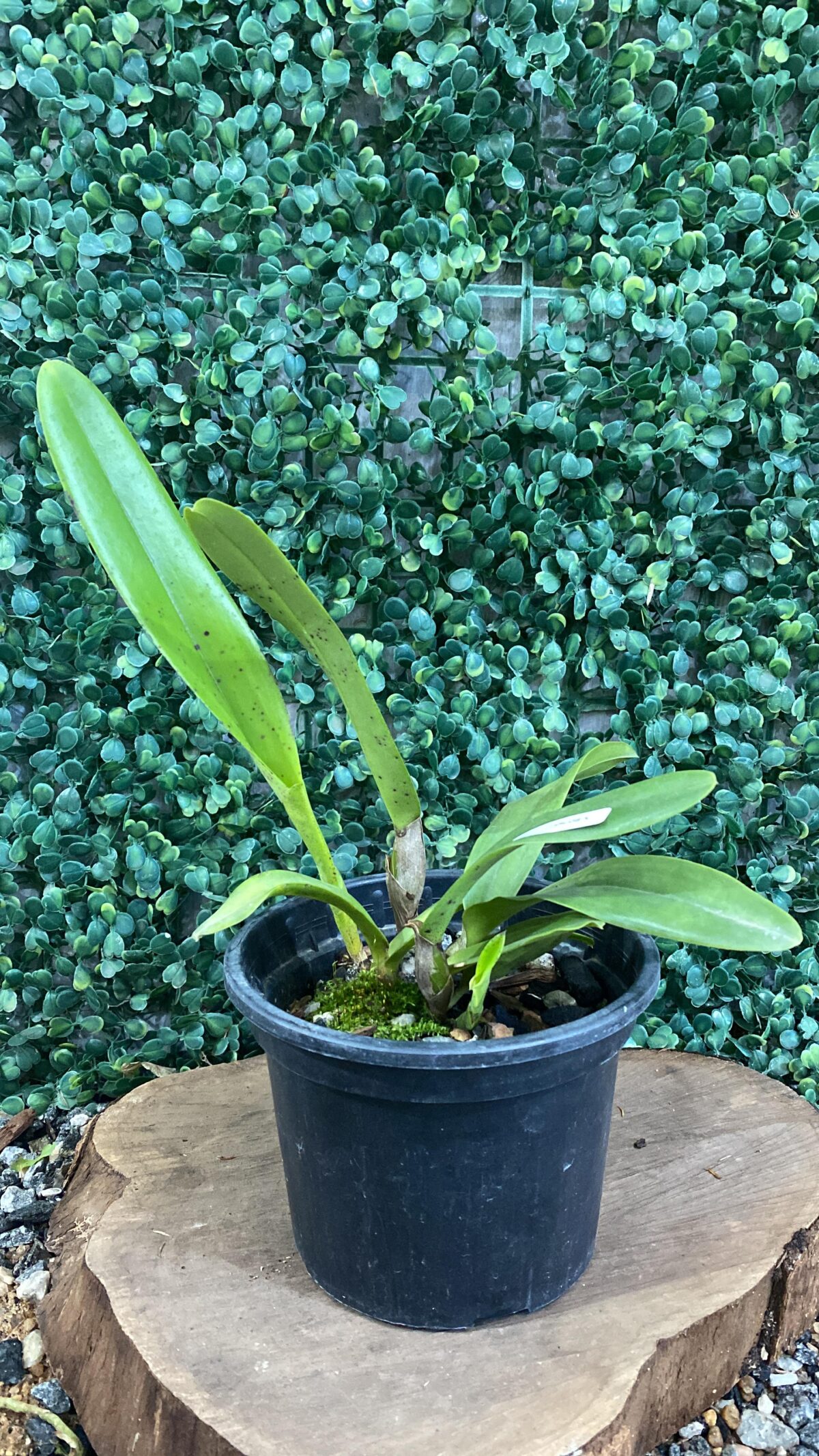 Laelia Crispa Carnea