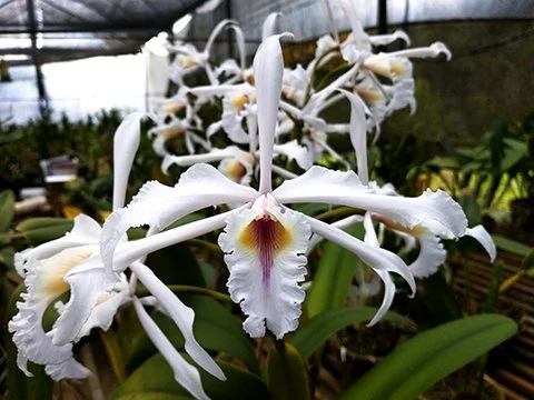 Laelia Crispa Carnea