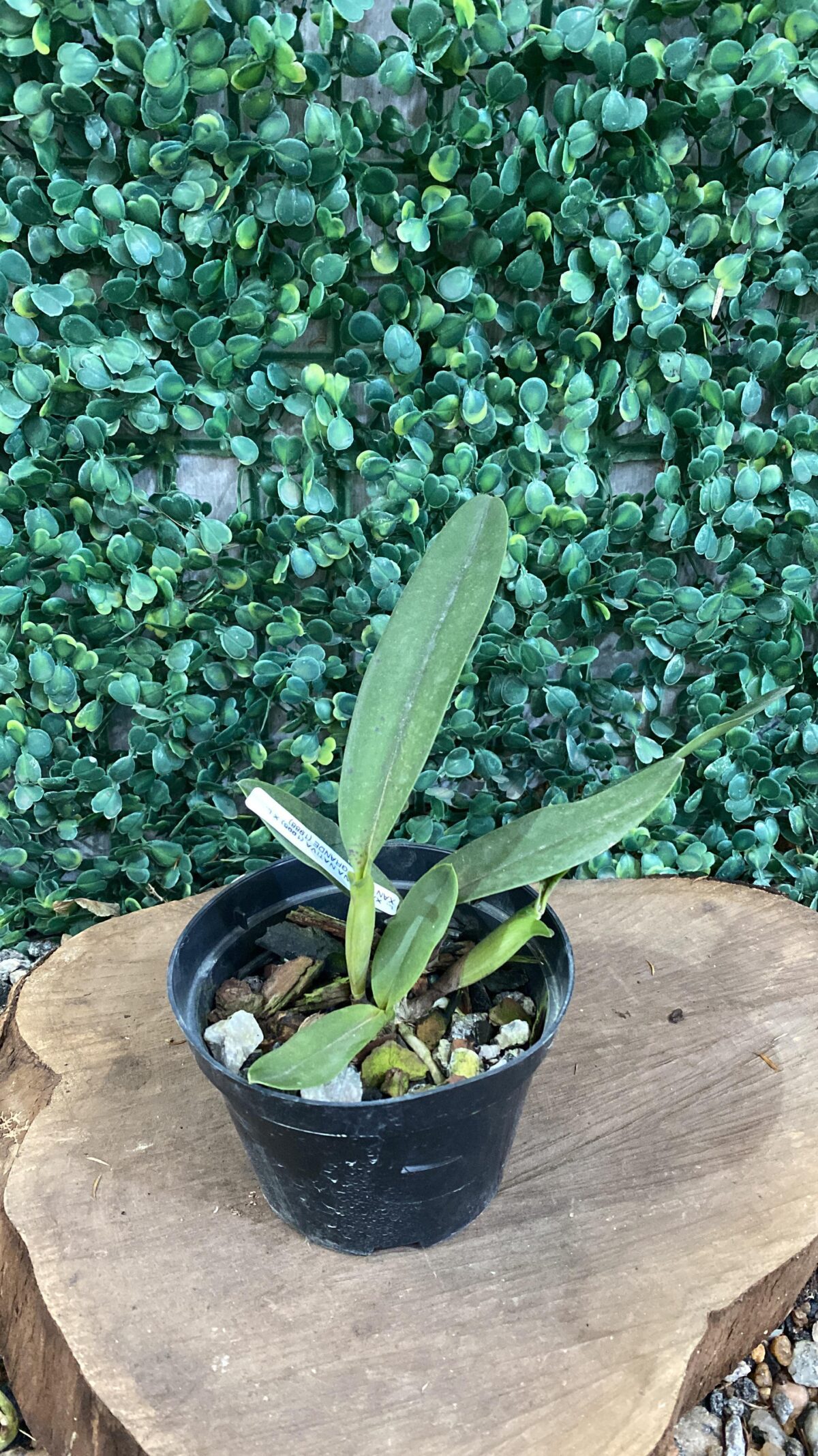 Laelia Xanthina