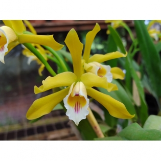 Laelia Xanthina