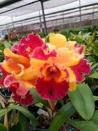 BLC Lygia Fagundes