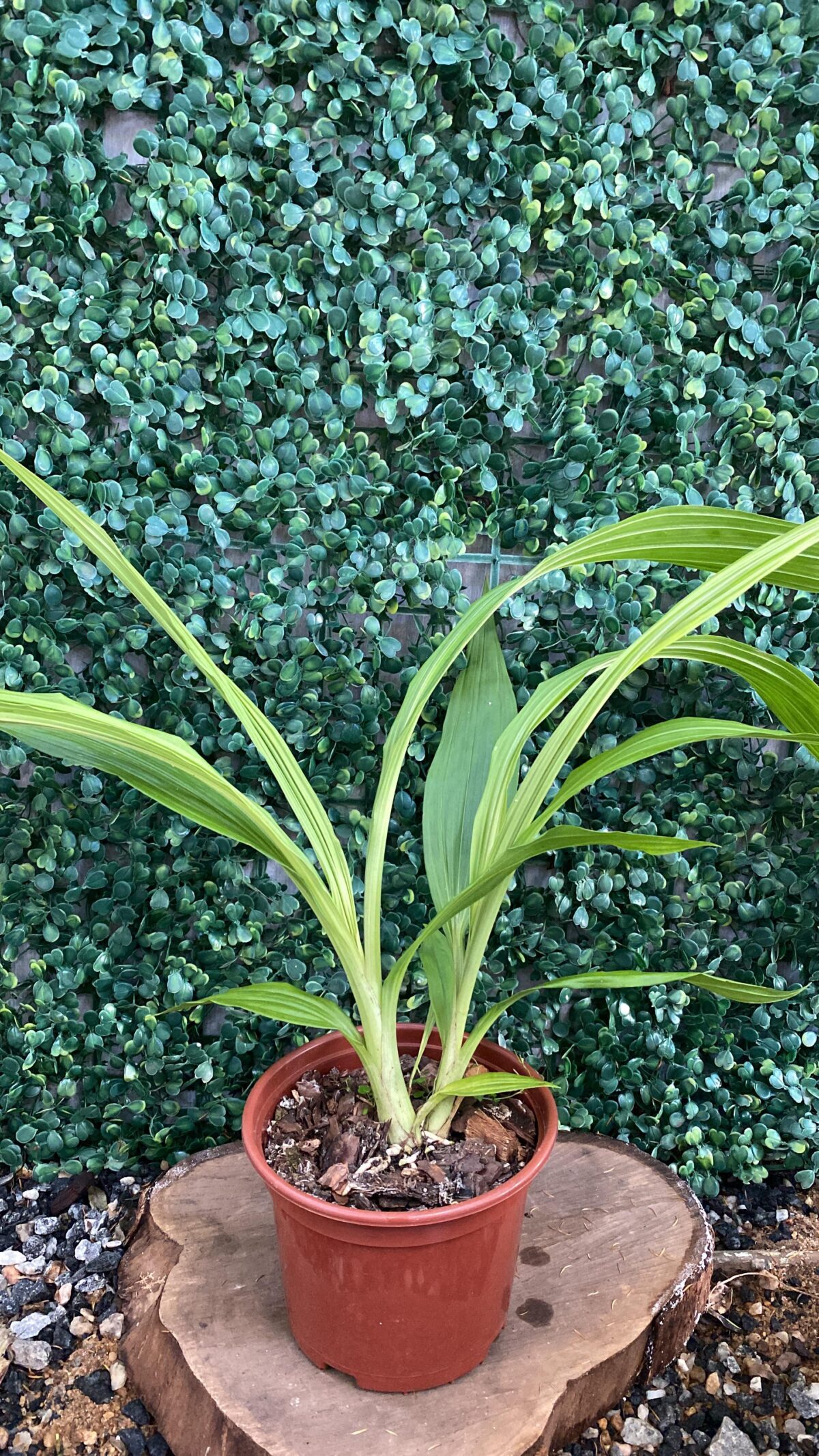 Peristeria Elata