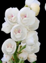 Peristeria Elata