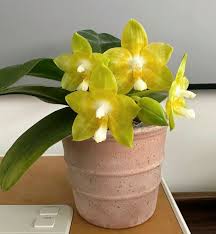 Phalaenopsis Joy Spring Canary