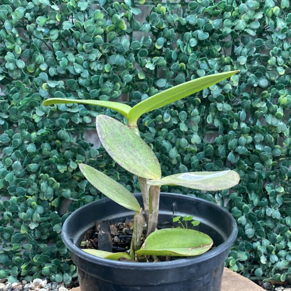 C. AMETHYSTOGLOSSA AUREA (MARECHAL FLORIANO X MARIA LUIZA) X C. AMETHYSTOGLOSSA PALHA "SIGNEL"