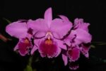 C. LABIATA RUBRA "VERA CRISTINA" X C. LABIATA RUBRA (SCHULER X GUERREIRO)
