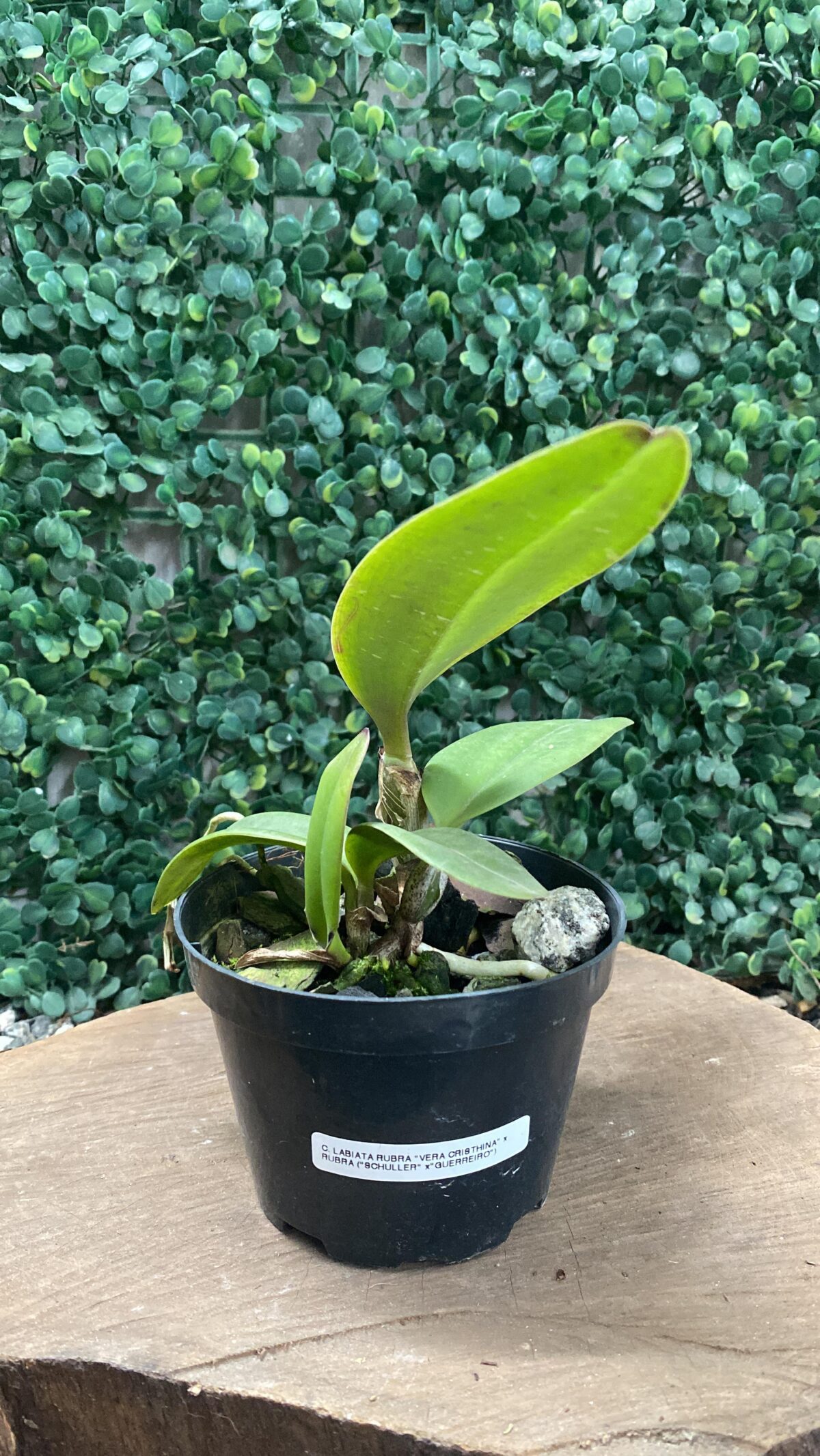 C. LABIATA RUBRA "VERA CRISTINA" X C. LABIATA RUBRA (SCHULER X GUERREIRO) - Imagem 2