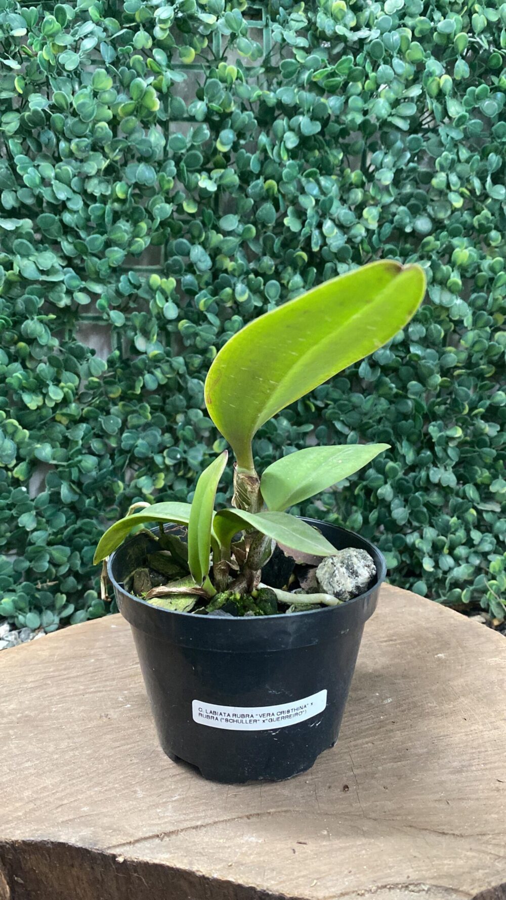 C. LABIATA RUBRA "VERA CRISTINA" X C. LABIATA RUBRA (SCHULER X GUERREIRO) - Imagem 2