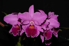 C. LABIATA RUBRA "VERA CRISTINA" X C. LABIATA RUBRA (SCHULER X GUERREIRO)