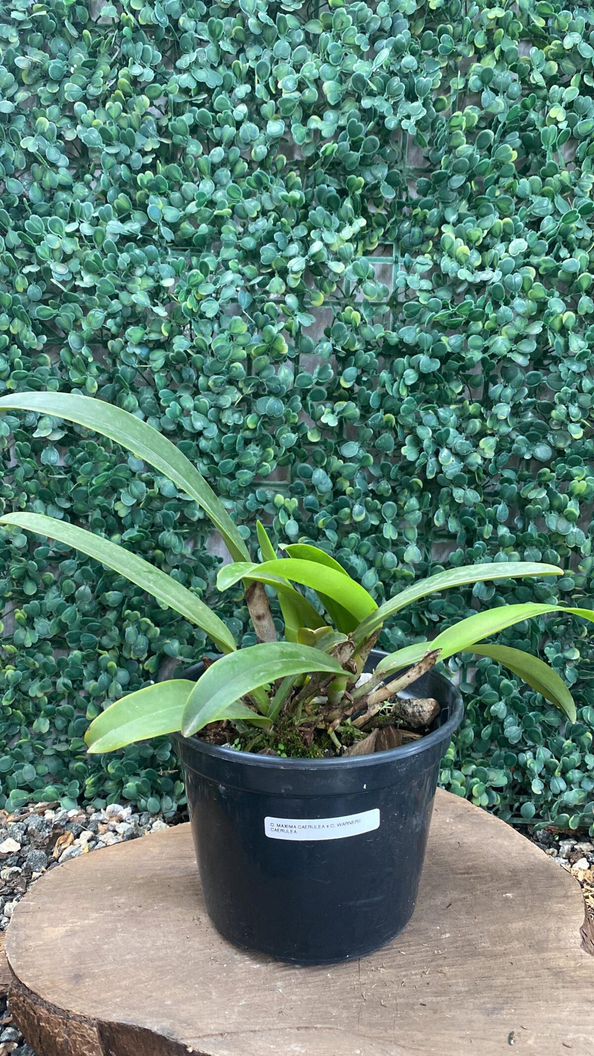 C. MAXIMA COERULEA X C. WARNERI CAERULEA - Imagem 2