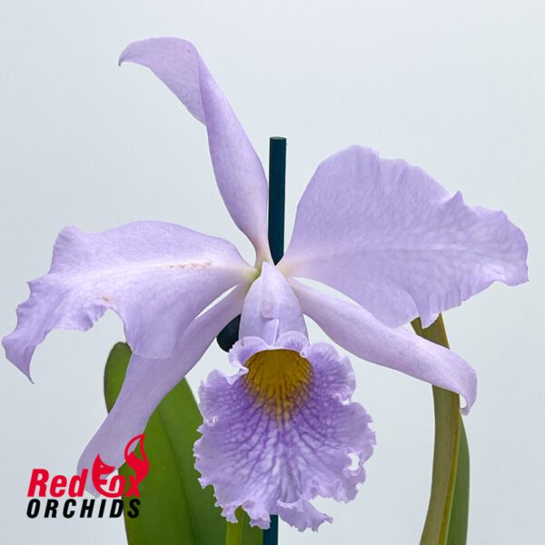 C. MAXIMA COERULEA X C. WARNERI CAERULEA