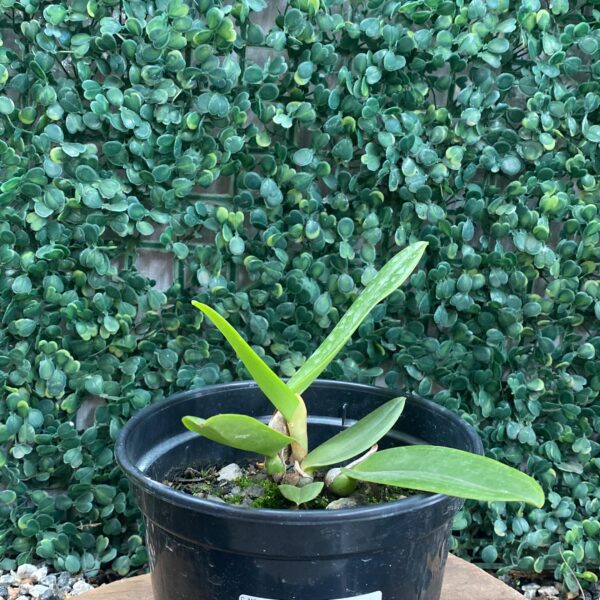 C. MOSSIAE ALBA "HI" X C. MOSSIAE ALBA "ANIEL"