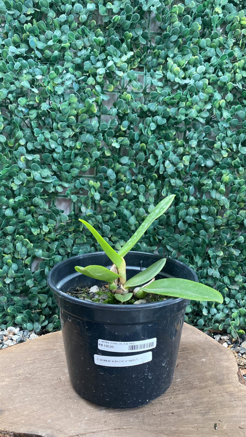 C. MOSSIAE ALBA "HI" X C. MOSSIAE ALBA "ANIEL" - Imagem 1