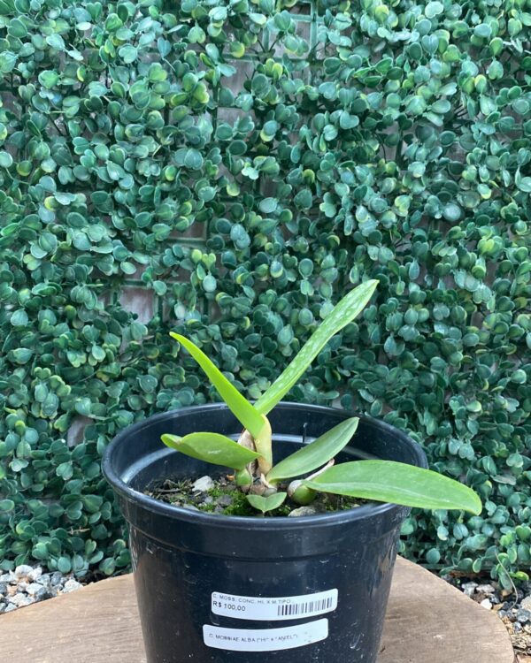 C. MOSSIAE ALBA "HI" X C. MOSSIAE ALBA "ANIEL"