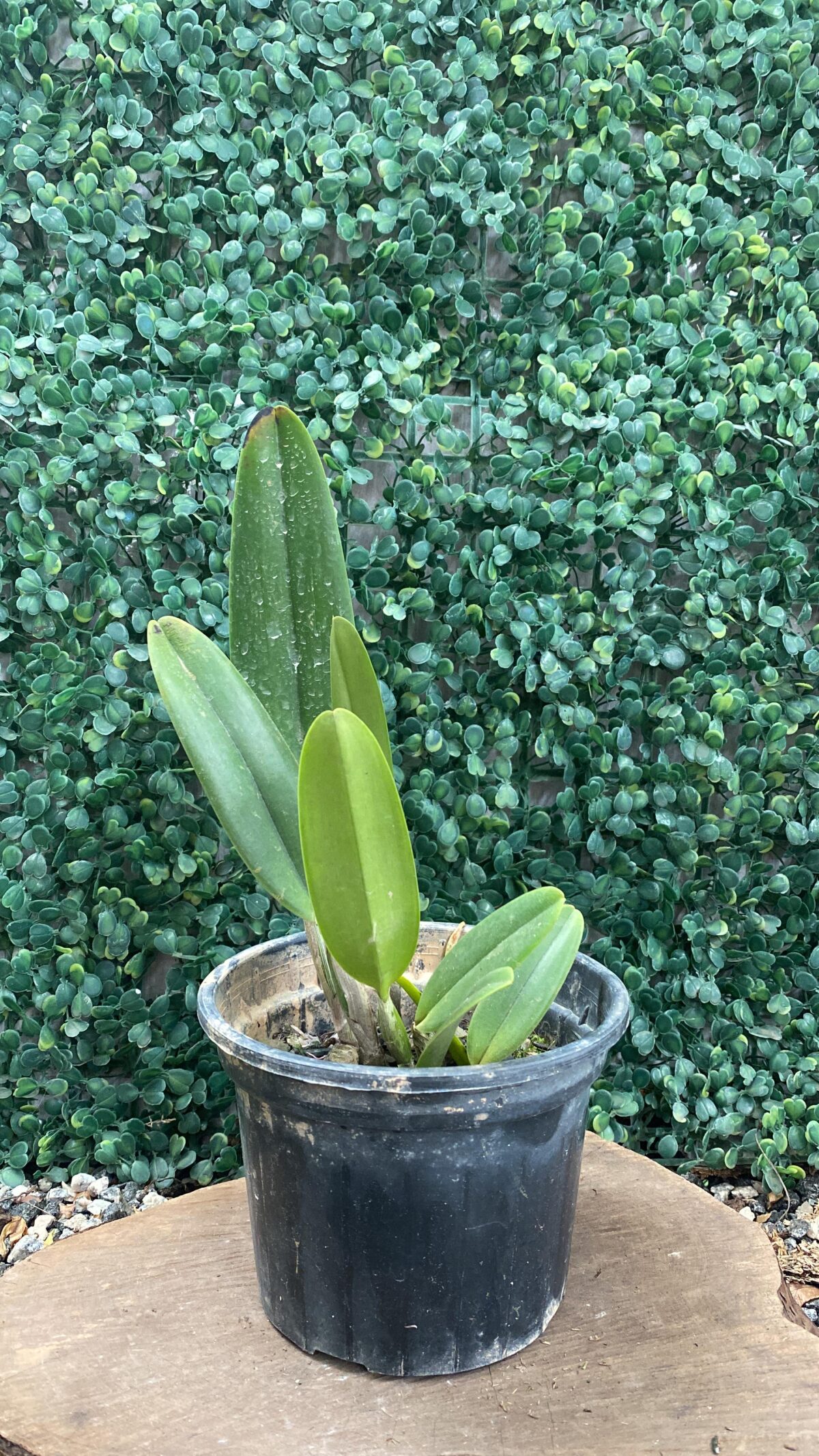 C. MOSSIAE CONCOLOR "HI" X C. MOSSIAE TIPO - Imagem 1